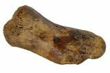 Hadrosaur (Edmontosaur) Metacarpal (Wrist) Bone - South Dakota #117081-3